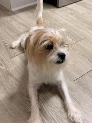 Lost Male Dog last seen Near w airport Blvd Apt 1814 Sanford, Sanford, FL 32773