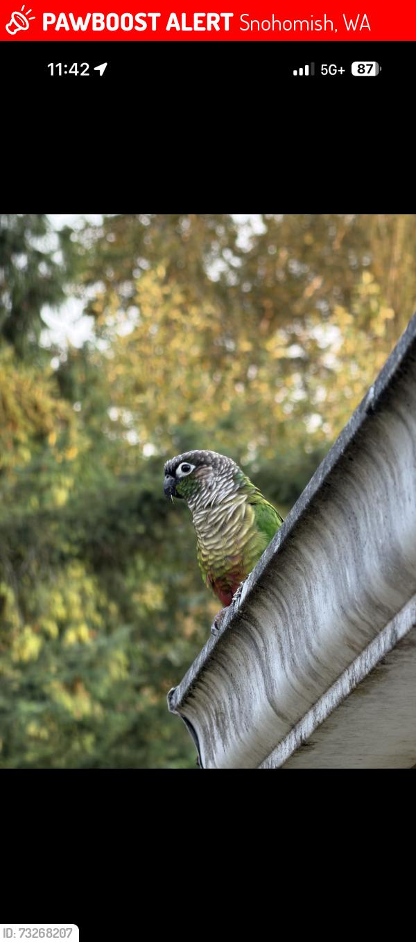 Lost Female Bird last seen Silver Firs, Snohomish, WA 98296