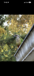 Lost Female Bird last seen Silver Firs, Snohomish, WA 98296