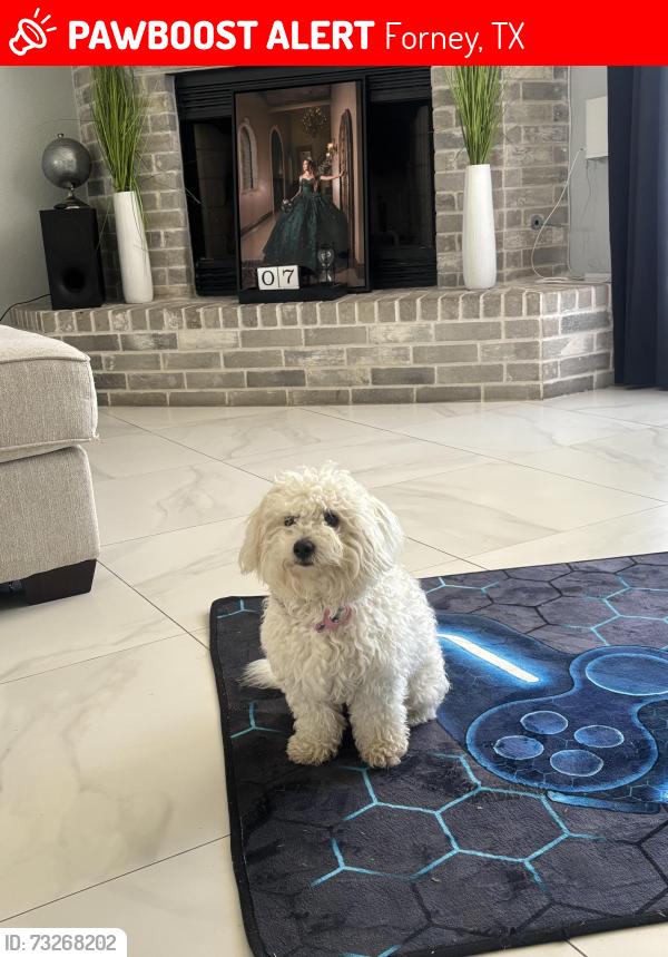 Lost Female Dog last seen Helms Tr, Highland Praire ests, gateway parks, Forney, TX 75126