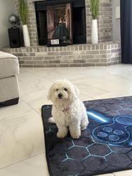 Lost Female Dog last seen Helms Tr, Highland Praire ests, gateway parks, Forney, TX 75126