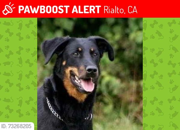 Lost Male Dog last seen Sycamore and second st in rialto, Rialto, CA 92376