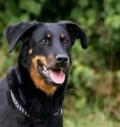 Lost Male Dog last seen Sycamore and second st in rialto, Rialto, CA 92376