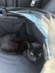 Lost Male Cat last seen Averill St near Whalin St, Rochester, NY 14620