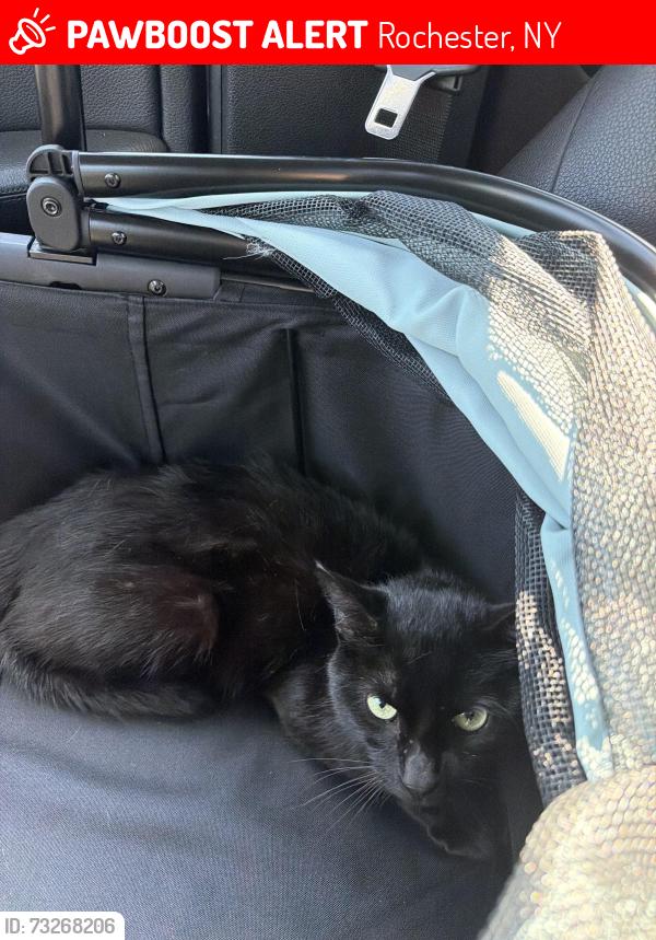 Lost Male Cat last seen Averill St near Whalin St, Rochester, NY 14620