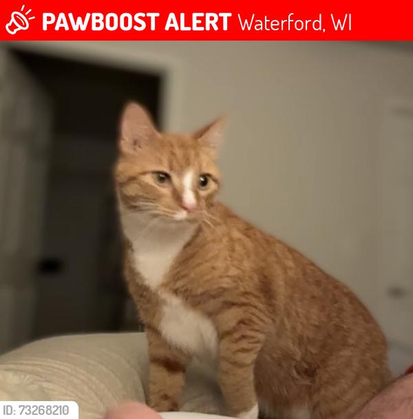 Lost Male Cat last seen Bike trail crossing highway 164, Waterford, WI 53185