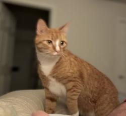Lost Male Cat last seen Bike trail crossing highway 164, Waterford, WI 53185