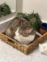 Lost Female Cat last seen Central and Rock, Wichita, KS 67206