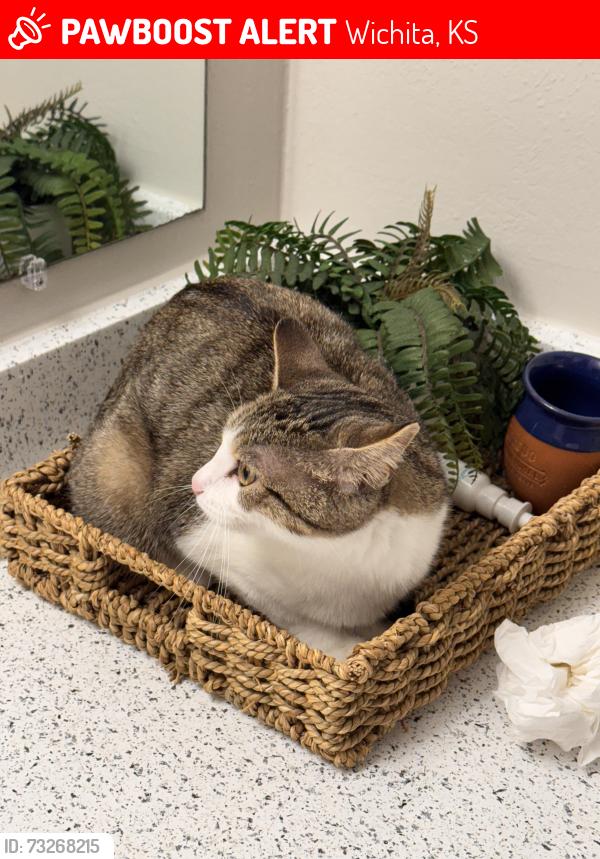Lost Female Cat last seen Central and Rock, Wichita, KS 67206