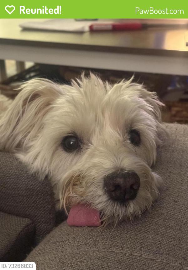 Reunited Male Dog last seen Mayflower / Arcadian Drive, Castro Valley, CA 94546
