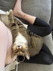 Lost Female Cat last seen Belvedere, Mission Viejo Dr., El Paso, TX 79912