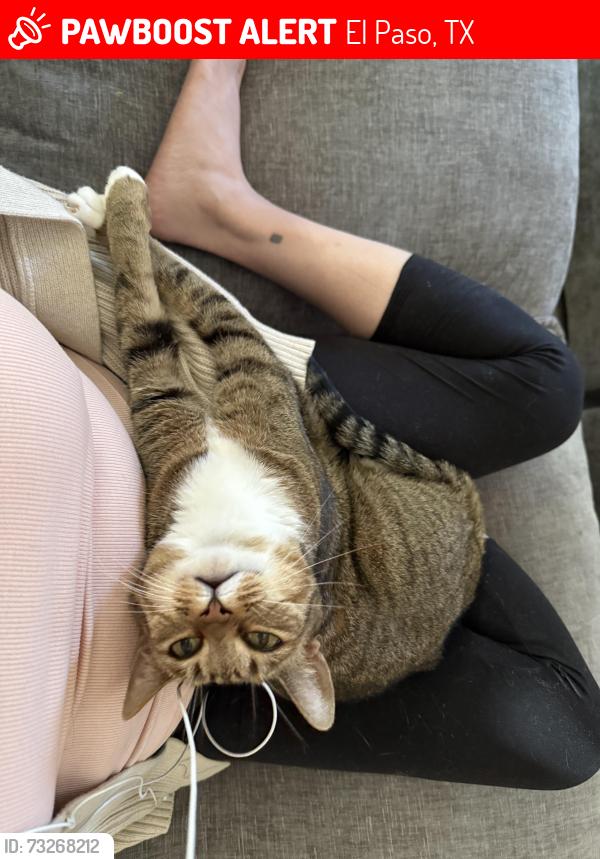 Lost Female Cat last seen Belvedere, Mission Viejo Dr., El Paso, TX 79912