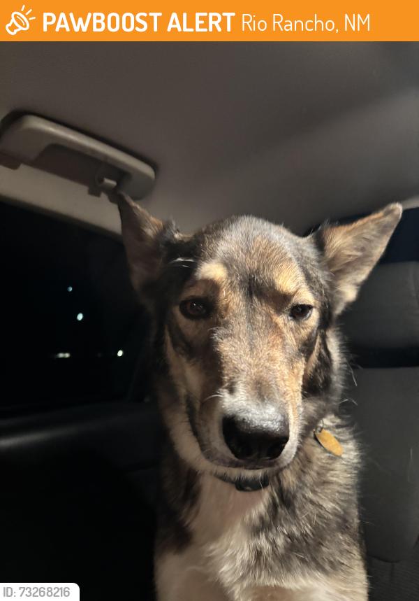 Found/Stray Female Dog last seen Near 19th Avenue Northeast, Rio Rancho, New Mexico 87144, US, Rio Rancho, NM 87144