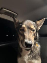 Found/Stray Female Dog last seen Near 19th Avenue Northeast, Rio Rancho, New Mexico 87144, US, Rio Rancho, NM 87144