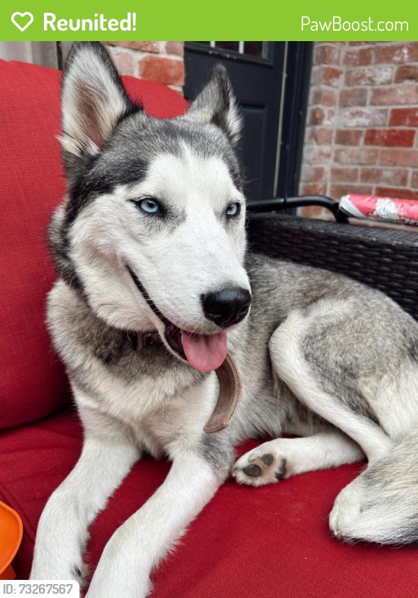 Reunited Female Dog last seen Maplegate Dr, Spring, TX 77373