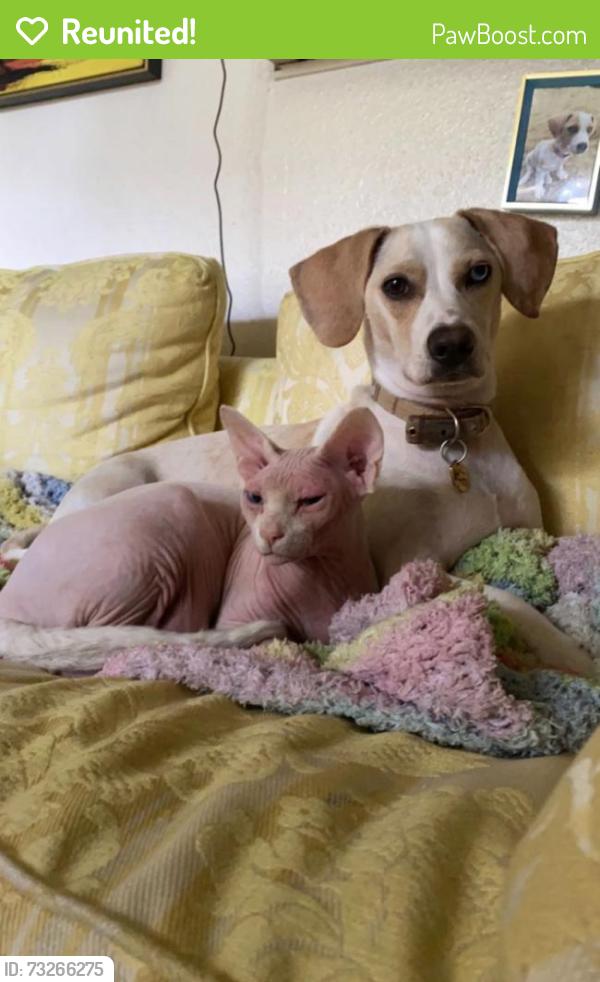 Reunited Male Cat last seen Ely rd, Chattanooga, TN 37343