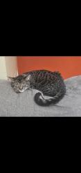 Reunited Male Cat last seen Ponderosa elementary, Post Falls, ID 83854