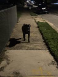 Found/Stray Male Dog last seen Fordham Rd, Philadelphia, PA 19114