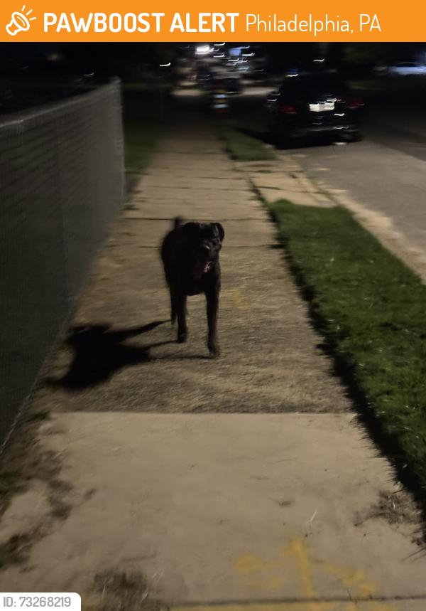 Found/Stray Male Dog last seen Fordham Rd, Philadelphia, PA 19114