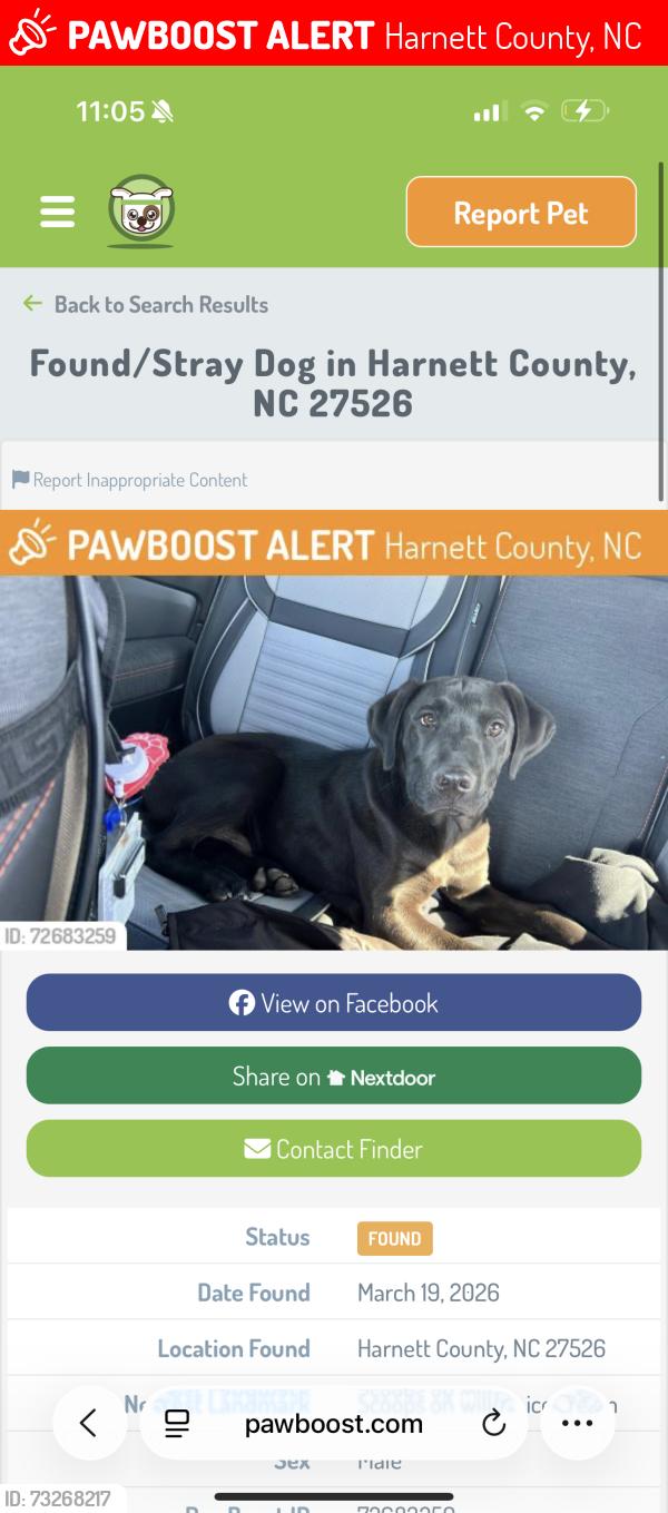 Lost Male Dog last seen Near ice cream shop, Harnett County, NC 27526
