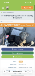 Lost Male Dog last seen Near ice cream shop, Harnett County, NC 27526