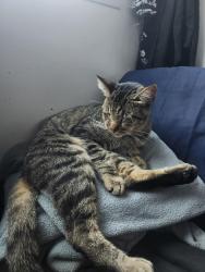 Lost Male Cat last seen Clara Barton Park, S Nutwood Street, Anaheim, CA 92804