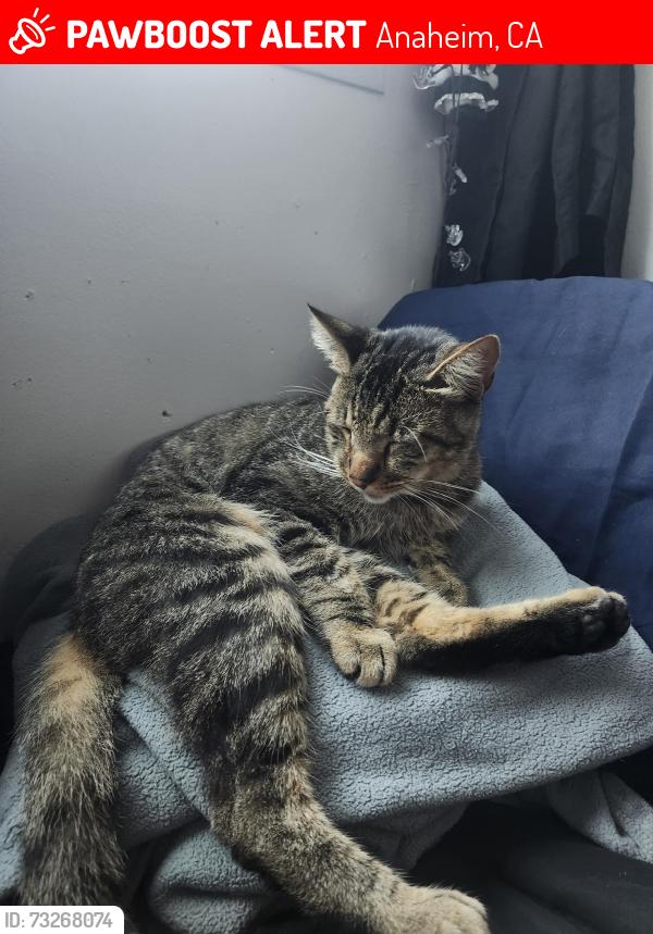 Lost Male Cat last seen Clara Barton Park, S Nutwood Street, Anaheim, CA 92804