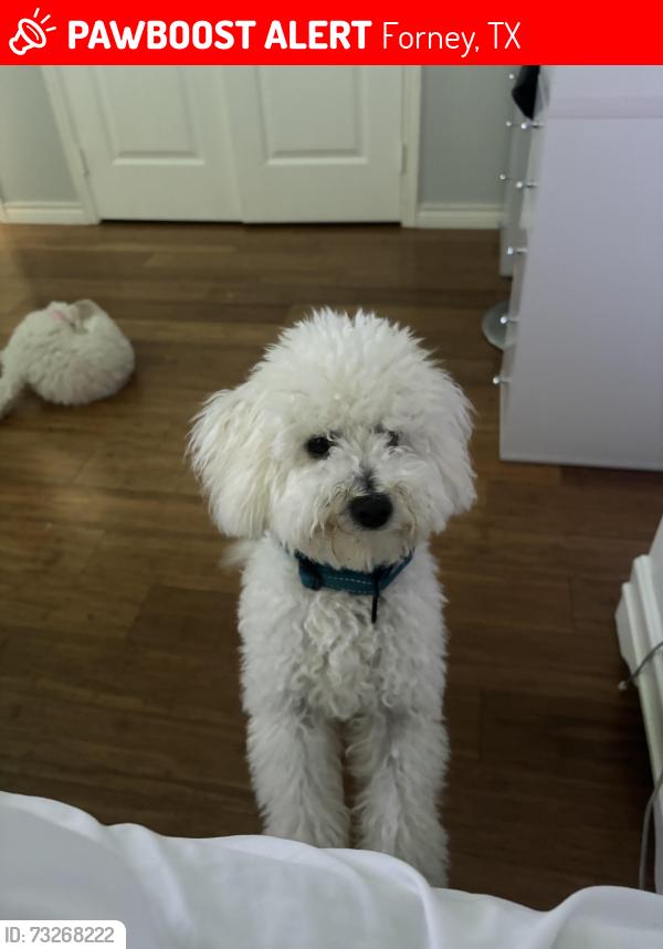 Lost Female Dog last seen Helms Tr, highland prairie ests, gateway parks, Forney, TX 75126