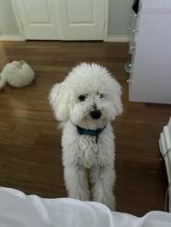 Lost Female Dog last seen Helms Tr, highland prairie ests, gateway parks, Forney, TX 75126