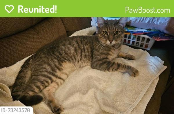 Reunited Male Cat last seen Near, Webster, FL 33597