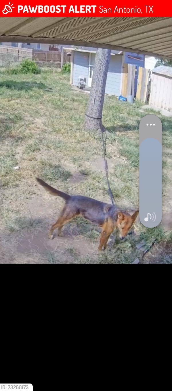 Lost Male Dog last seen Pecan Valley and Quig, San Antonio, TX 78223