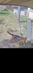 Lost Male Dog last seen Pecan Valley and Quig, San Antonio, TX 78223