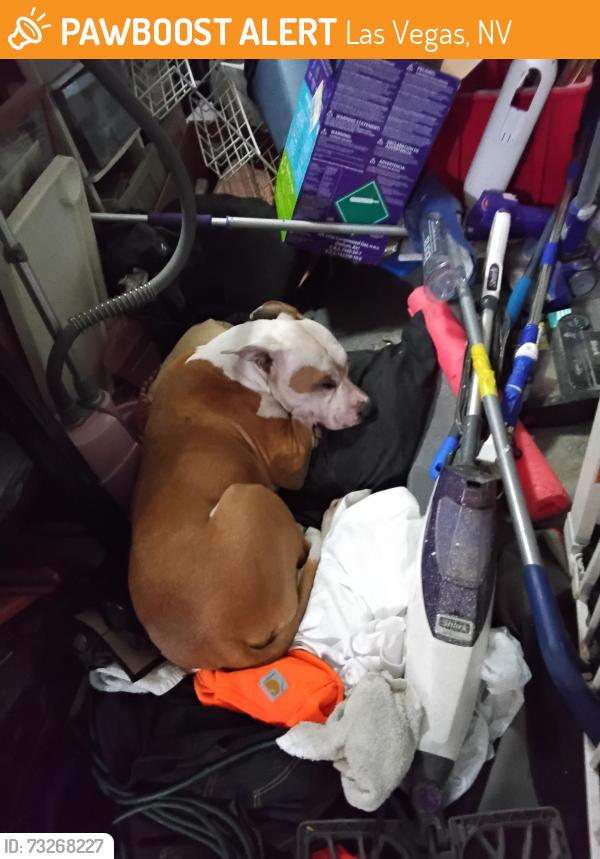 Found/Stray Unknown Dog last seen Near, Las Vegas, NV 89121