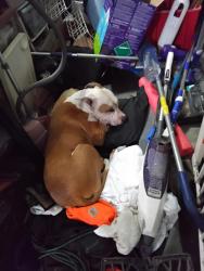Found/Stray Unknown Dog last seen Near, Las Vegas, NV 89121