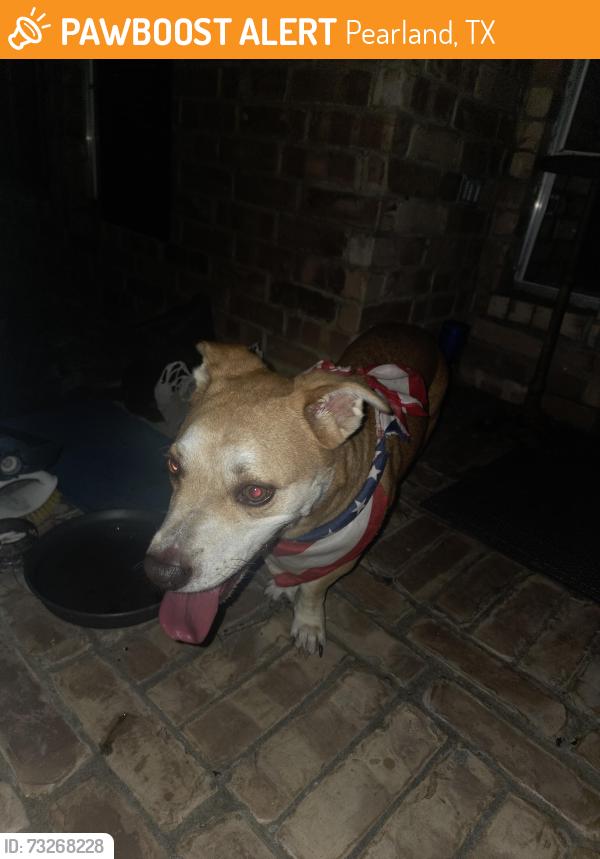 Found/Stray Male Dog last seen Pinehurst and Pinewood Court/Pine Walk Drive, Pearland, TX 77581