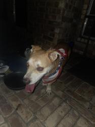 Found/Stray Male Dog last seen Pinehurst and Pinewood Court/Pine Walk Drive, Pearland, TX 77581