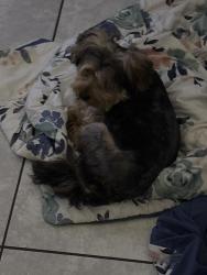 Reunited Male Dog last seen Falconwood Ln and Diane Dr, Spring, TX 77373