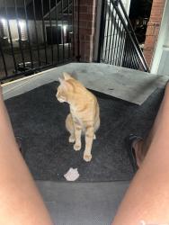 Found/Stray Male Cat last seen ella and airtex, Houston, TX 77090