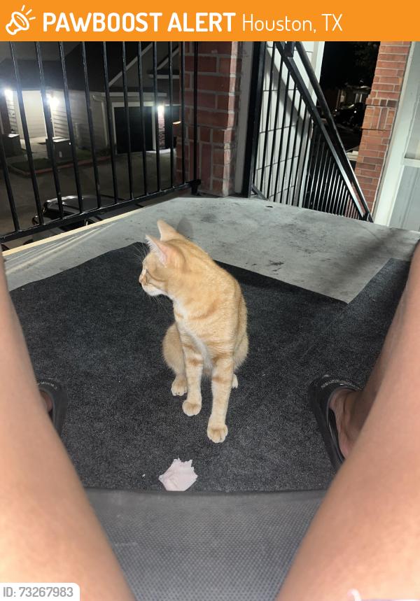 Found/Stray Male Cat last seen ella and airtex, Houston, TX 77090