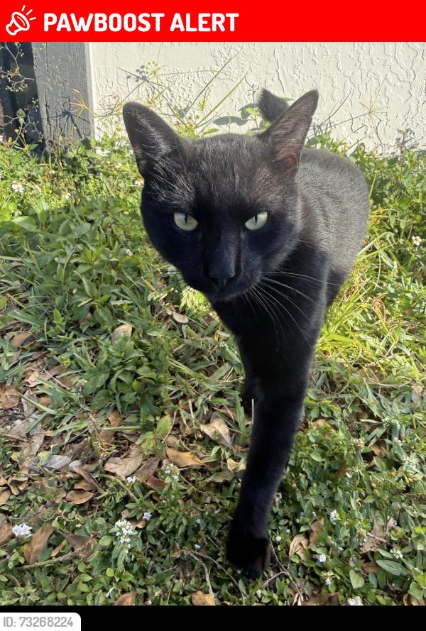Lost Male Cat last seen Sw 10th st, Hallandale Beach, FL 33009