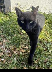Lost Male Cat last seen Sw 10th st, Hallandale Beach, FL 33009