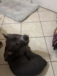 Found/Stray Male Dog last seen Eden park road, Orlando, FL 32810