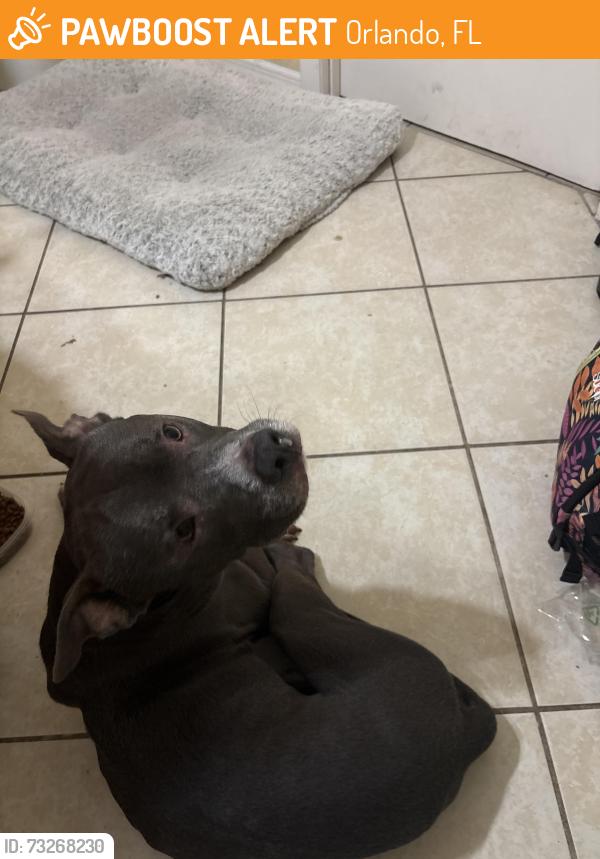 Found/Stray Male Dog last seen Eden park road, Orlando, FL 32810