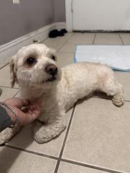 Reunited Male Dog last seen Near st nw and Nicholson st nw intersection, Washington, DC 20011