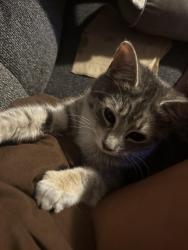 Lost Female Cat last seen Dollar general, Newton, NC 28658