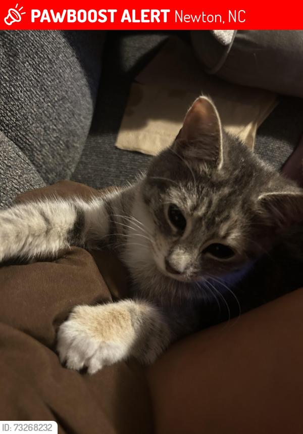 Lost Female Cat last seen Dollar general, Newton, NC 28658
