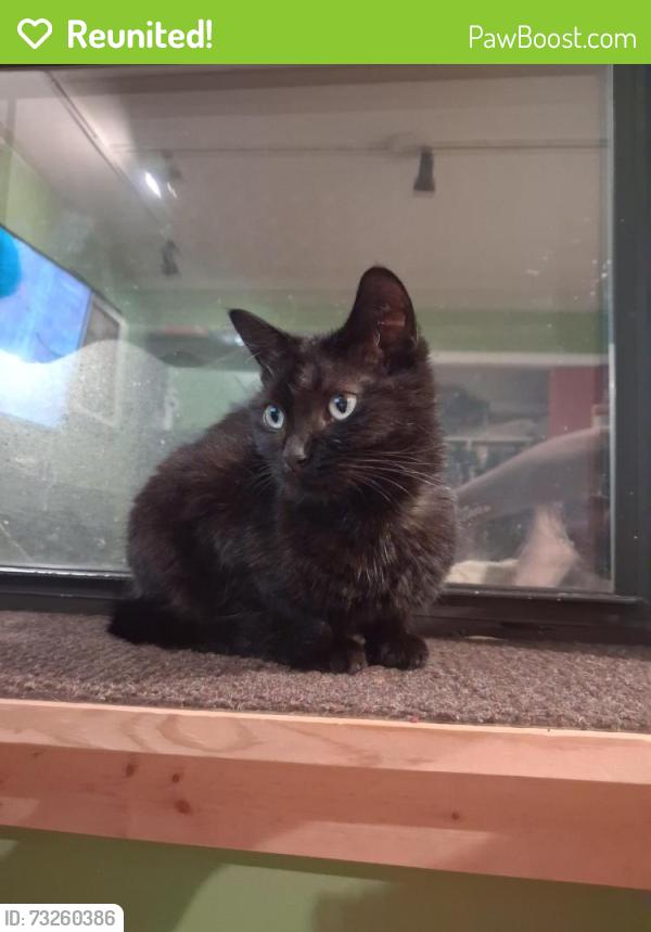 Reunited Female Cat last seen Harlem and Lawrence, Harwood Heights, IL 60706