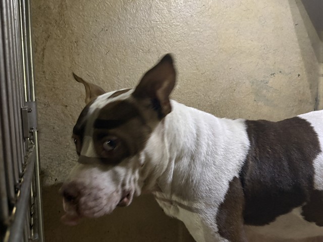 Shelter Stray Female Dog last seen Near BLOCK N KENTUCKY AVE, OKLAHOMA CITY OK 73106, 2811 SE 29th St, Oklahoma City, OK 73129, USA