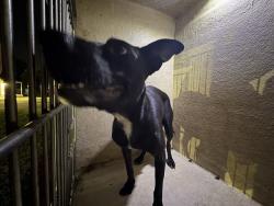 Shelter Stray Female Dog last seen Near BLOCK N KENTUCKY AVE, OKLAHOMA CITY OK 73106, 2811 SE 29th St, Oklahoma City, OK 73129, USA