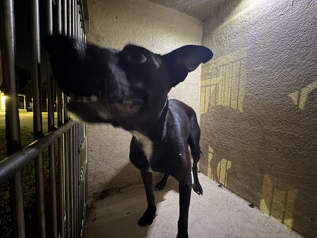 Shelter Stray Female Dog last seen Near BLOCK N KENTUCKY AVE, OKLAHOMA CITY OK 73106, 2811 SE 29th St, Oklahoma City, OK 73129, USA